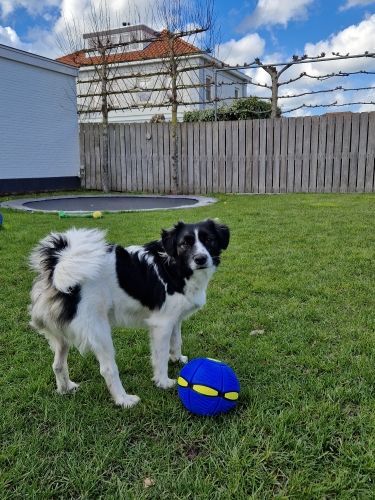 Frisbee Bal Combineert